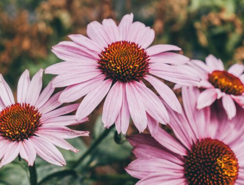 echinacea třapatka nachová